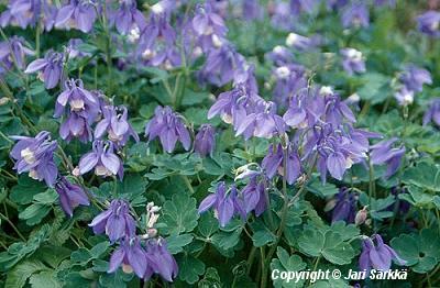Aquilegia flabellata pumila Ministar